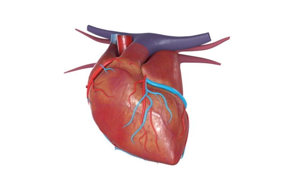 卵磷脂的作用和功效