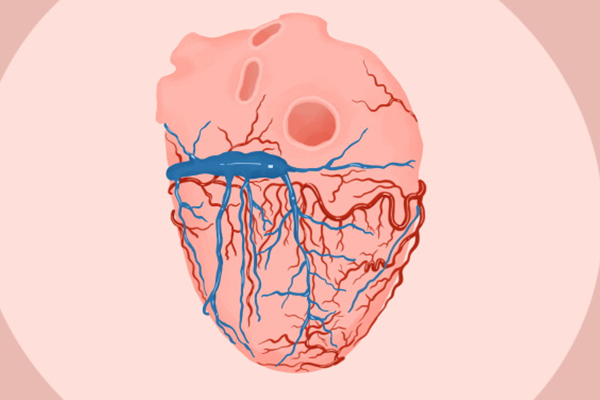 卵磷脂的作用和功效