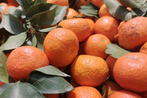 砂糖橘的营养价值与健康益处有哪些